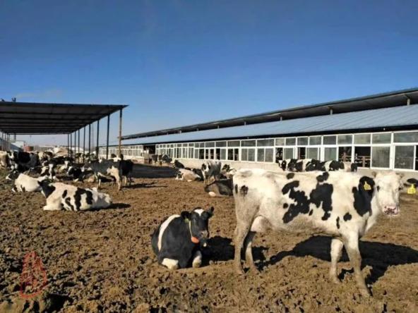 占用草地建设奶牛饲养厂可享免征缴纳耕地占用税