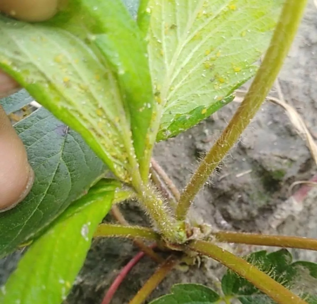 蚜虫,蓟马,烟粉虱,线虫都可能成为病毒病的传毒载体,在危害草莓的