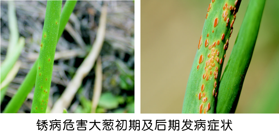 3.韭菜锈病的发病症状