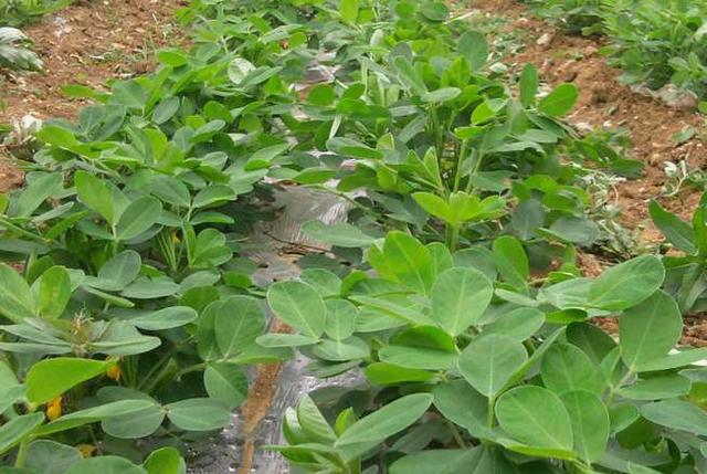 在种子发芽后,我们就可以进行第一次施肥管理,由于花生植株根系本身