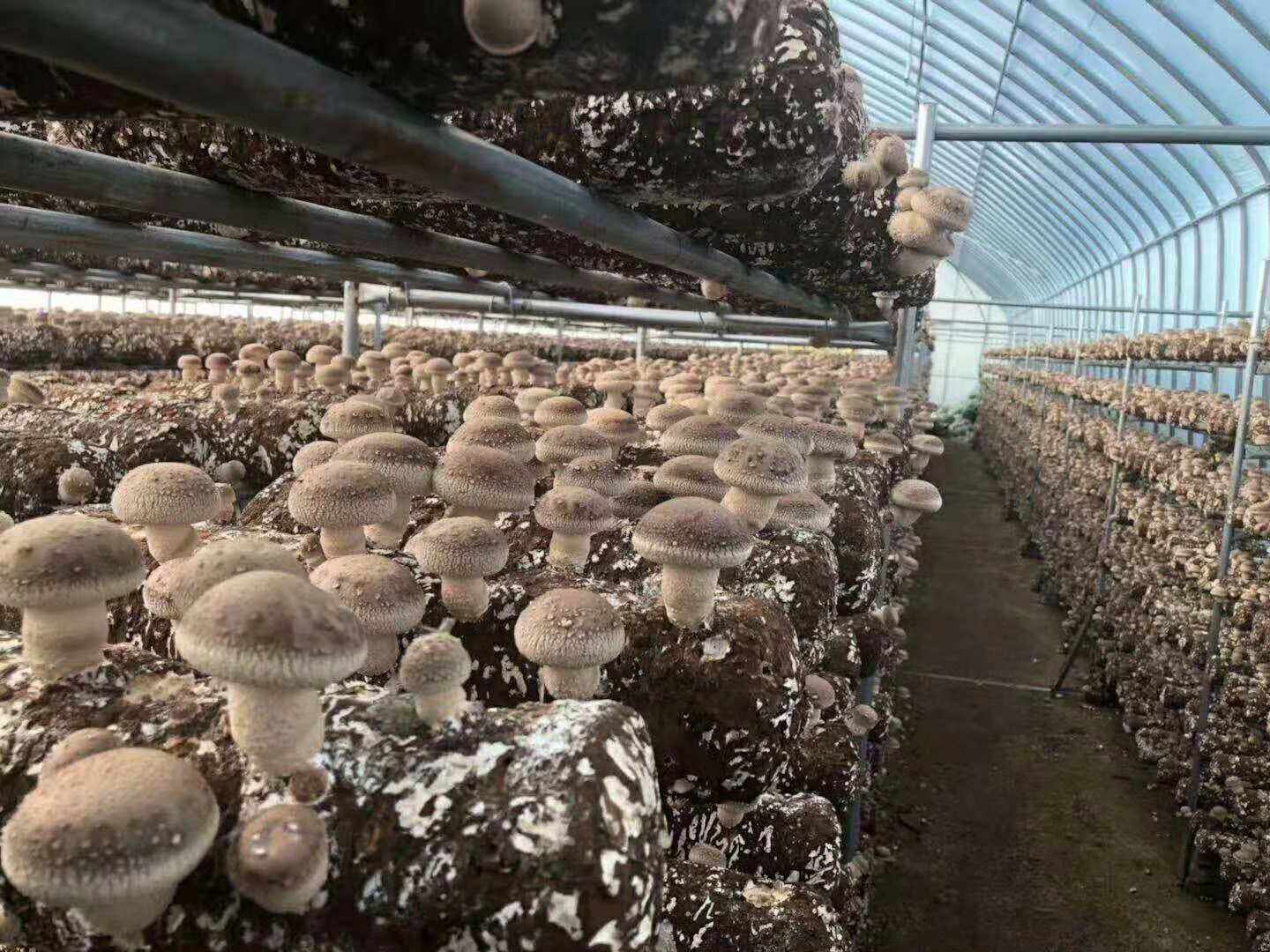 新手如何种植香菇?掌握出菇管理技巧,一年能出好几茬