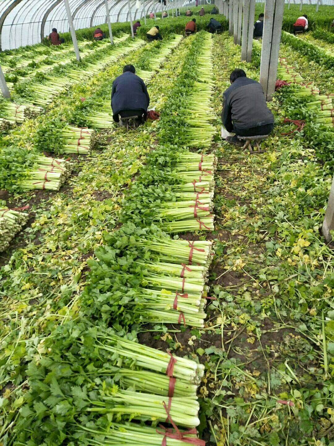 芹菜出现"空心"怎么办?