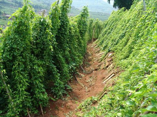 山药如何高效种植与栽培?