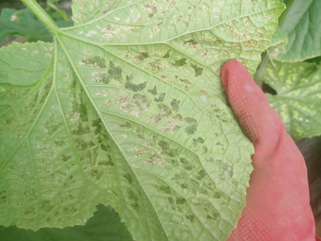 秋季温暖潮湿,黄瓜细菌性角斑病常发生,如何正确防治?