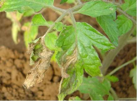 芹菜栽培,什么原因会引发灰霉病,如何识别和防治芹菜灰霉病?
