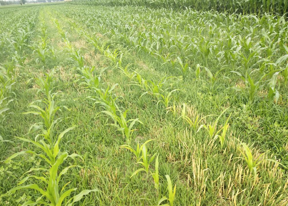 玉米地里的杂草太多,怎么防治和处理?