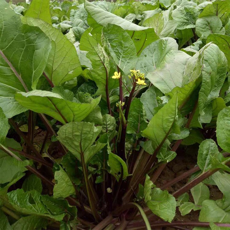 菜苔如何栽培