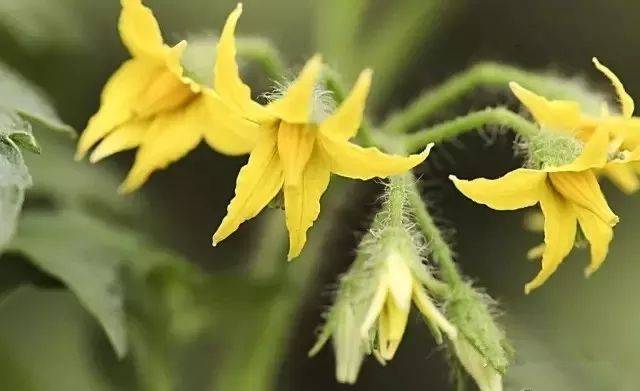 都说夏季点花药浓度要降低你知道为啥吗