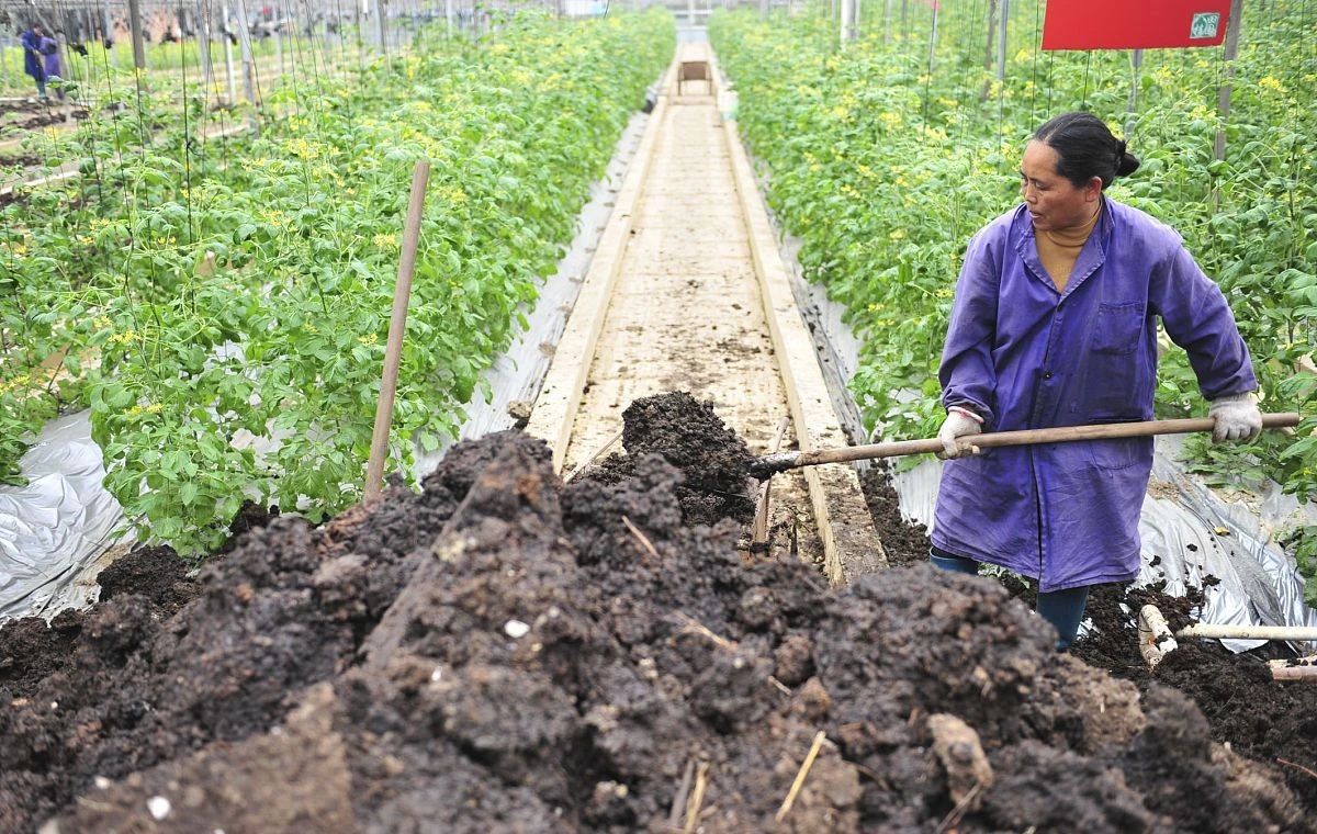 菜地施肥是农家肥好还是化肥好?