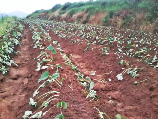 红薯想要高产并不难掌握这4点技术产量顶呱呱