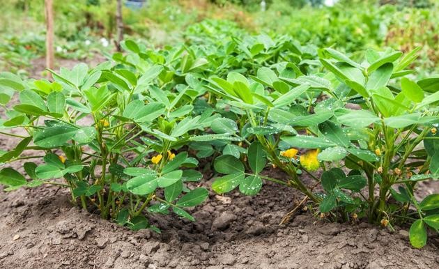 花生种植过程中,遇到植株早衰,死苗现象该如何防治?