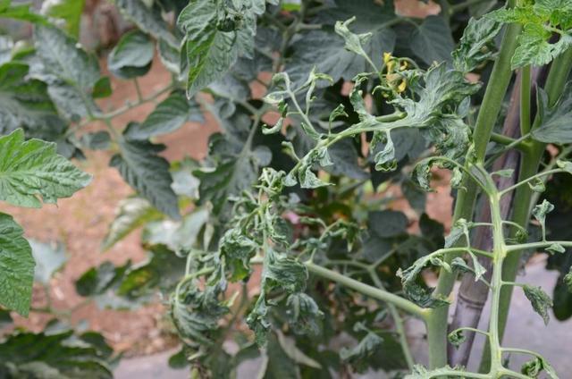 番茄病毒病对产量和品质的影响都很大,注重这三点