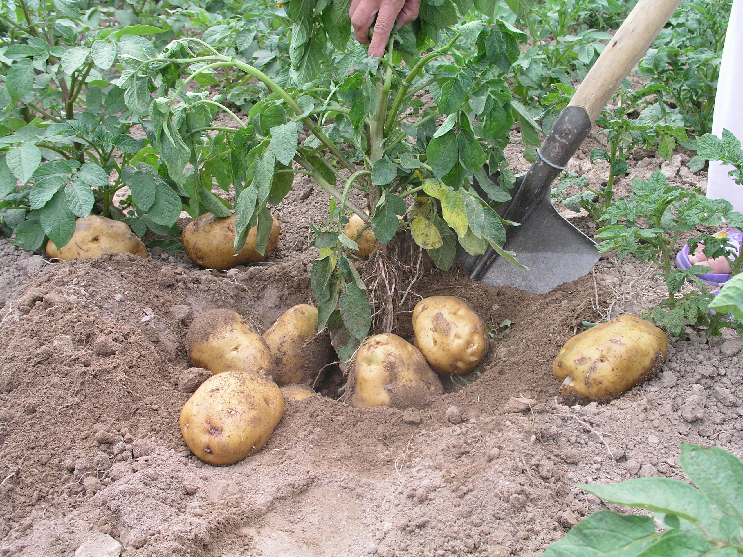 种土豆图片大全-种土豆高清图片下载-觅知网