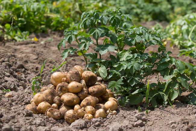 土豆在生长过程中一定要摘花吗?需要注意哪些问题?