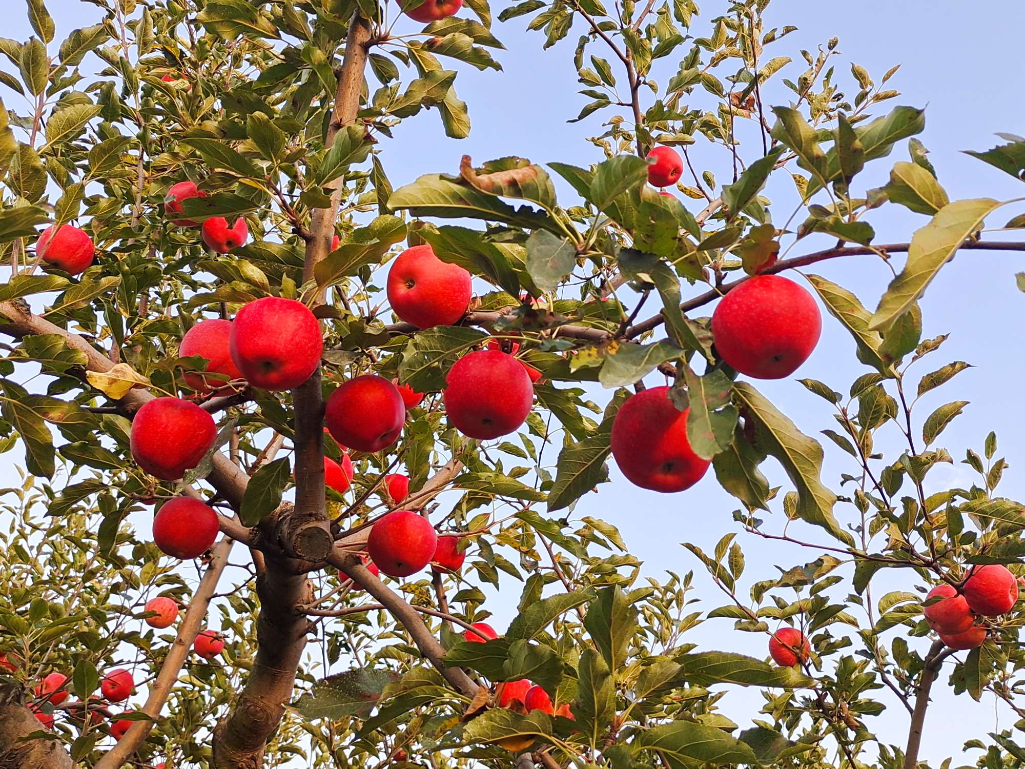 谈谈苹果树秋施基肥氮多会不会影响上色?