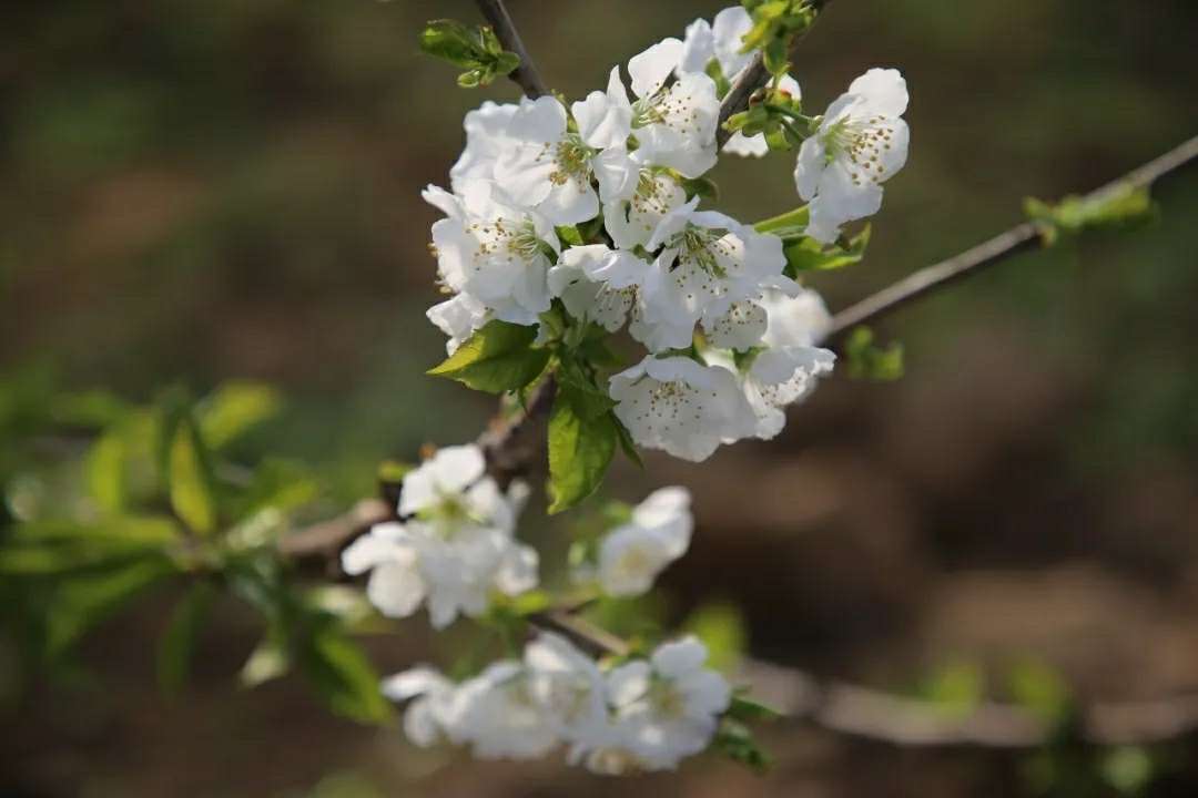 车厘子花缀满枝头竞相绽放