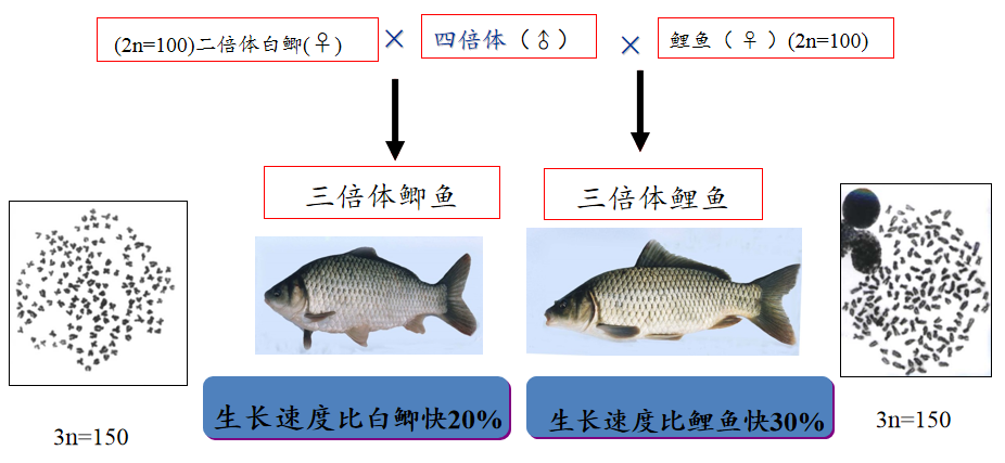 三倍体鱼类育种及其应用成果