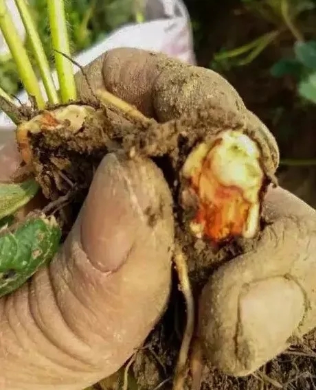 草莓定植後死苗,小心炭疽病在作怪!