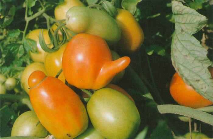 西红柿果实类型图片