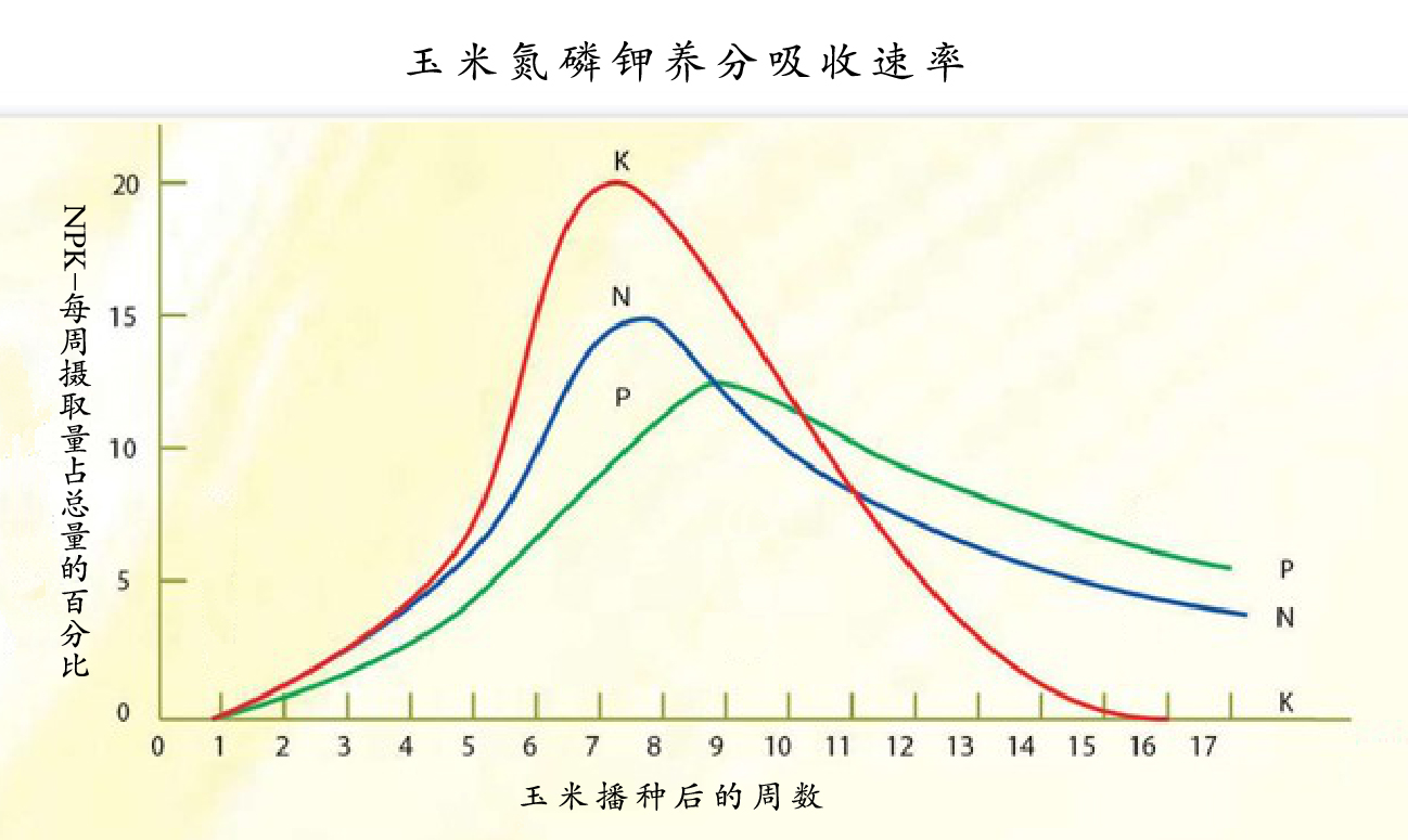 玉米追肥最佳位置图片