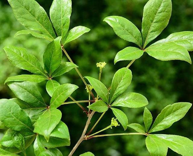 五加皮的人工规范化栽培技术