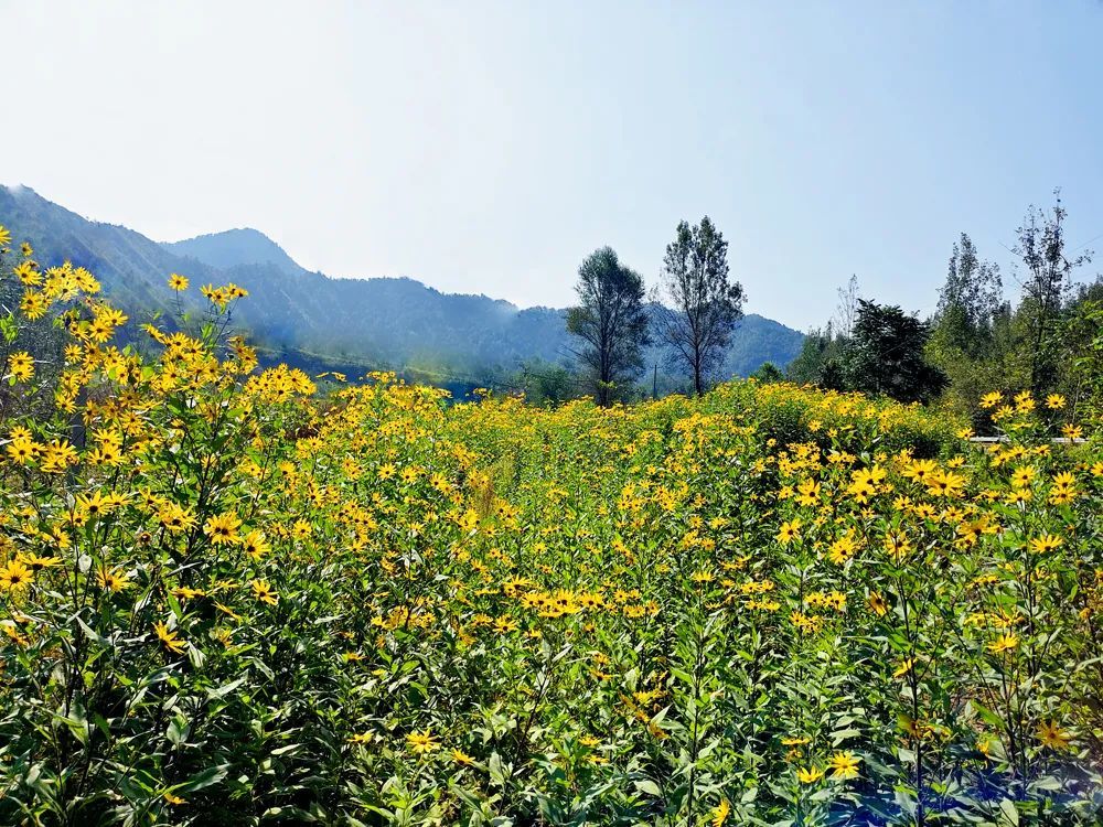 山东菊芋种植加工基地图片