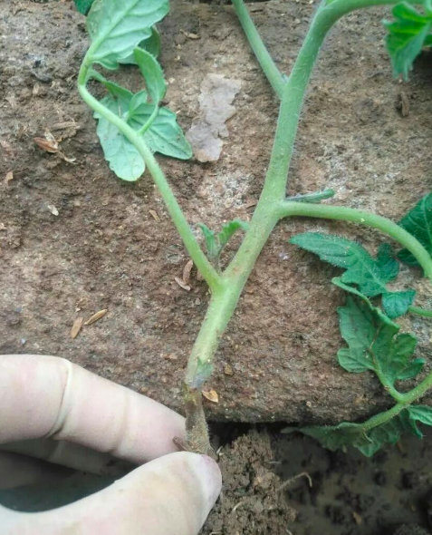 大棚番茄容易发生茎基腐病,菜农应掌握发生规律,采用3招搞定