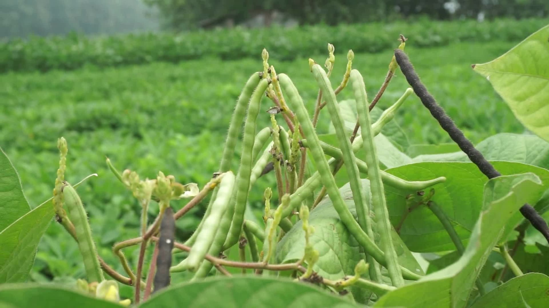 绿豆植株 植物图片图片