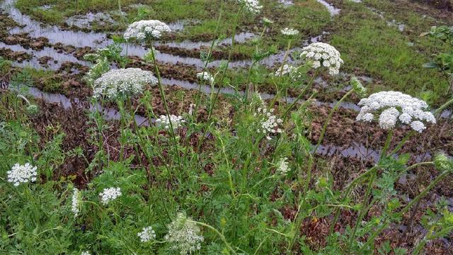 蛇床子種植方法與田間管理要點