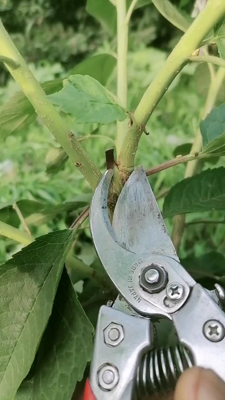 如何进行大樱桃夏季修剪