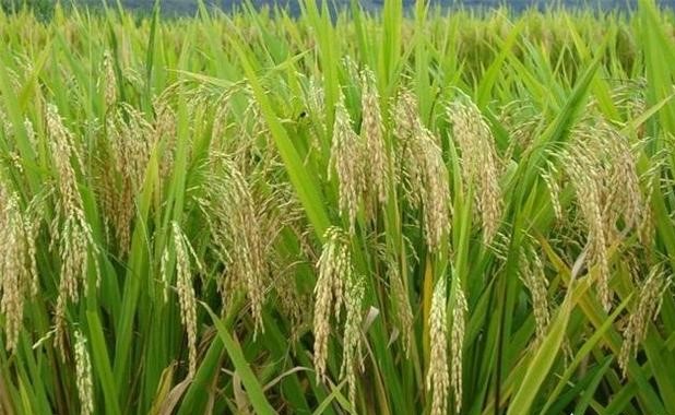 水稻孕穗期图片图片