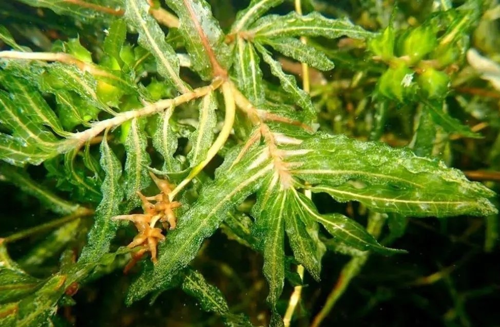 麦黄草的人工栽培管理技术