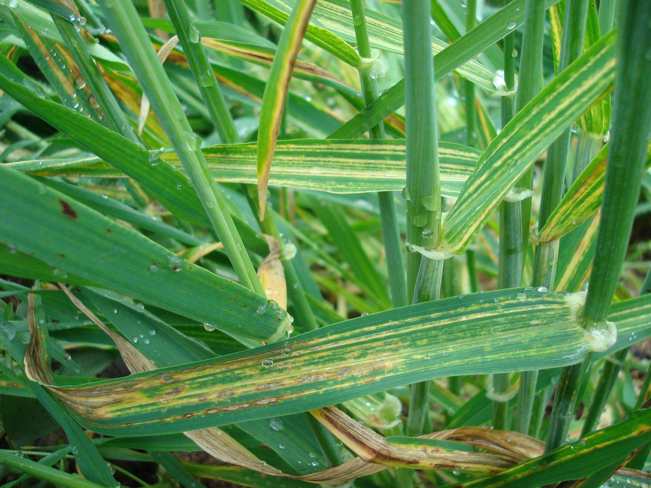 怎样防治小麦的黄花叶病?