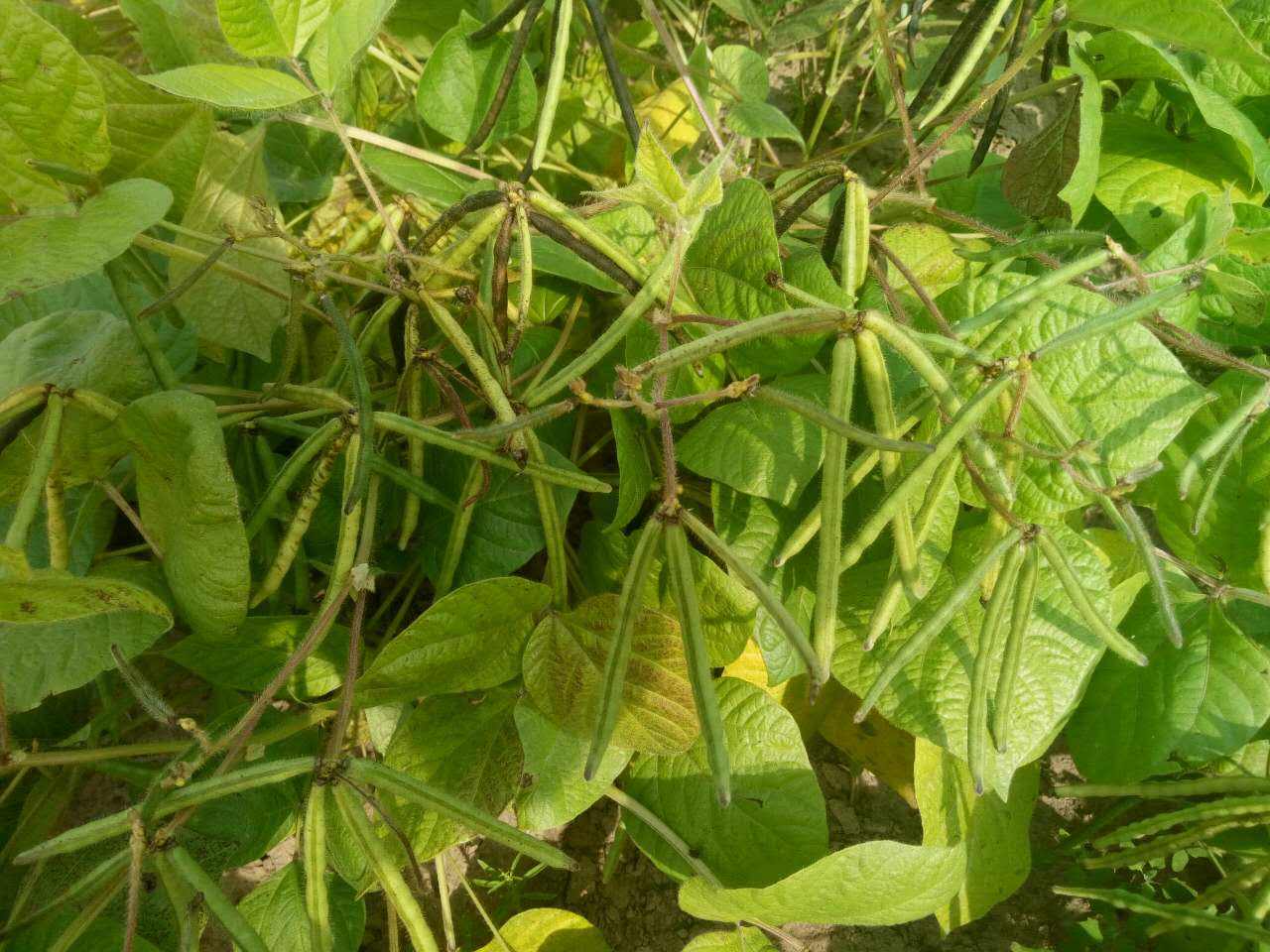 绿豆植株 植物图片图片