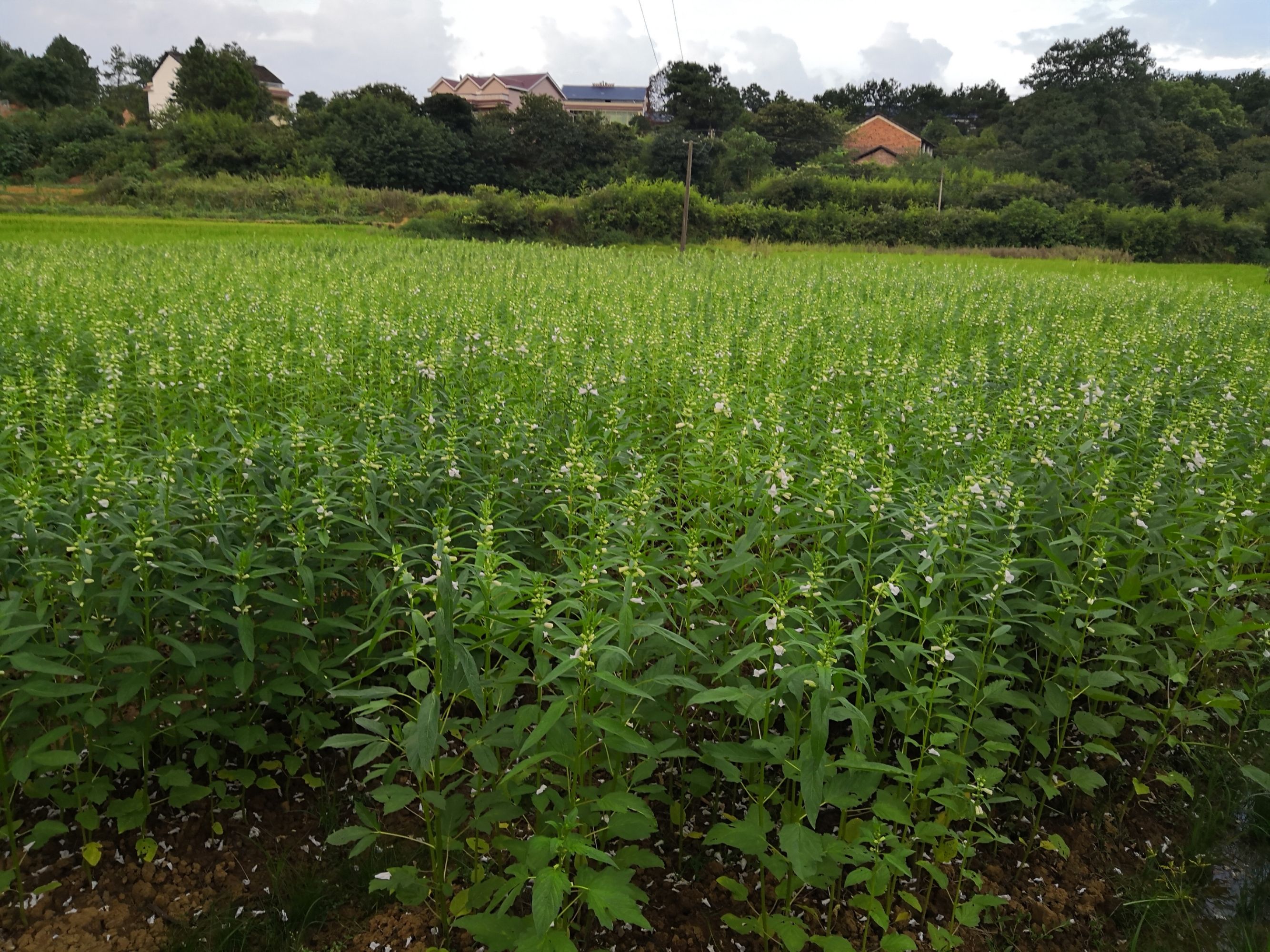 黑芝麻的栽培管理技术要点