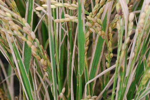水稻白叶枯病防治方法有哪些?