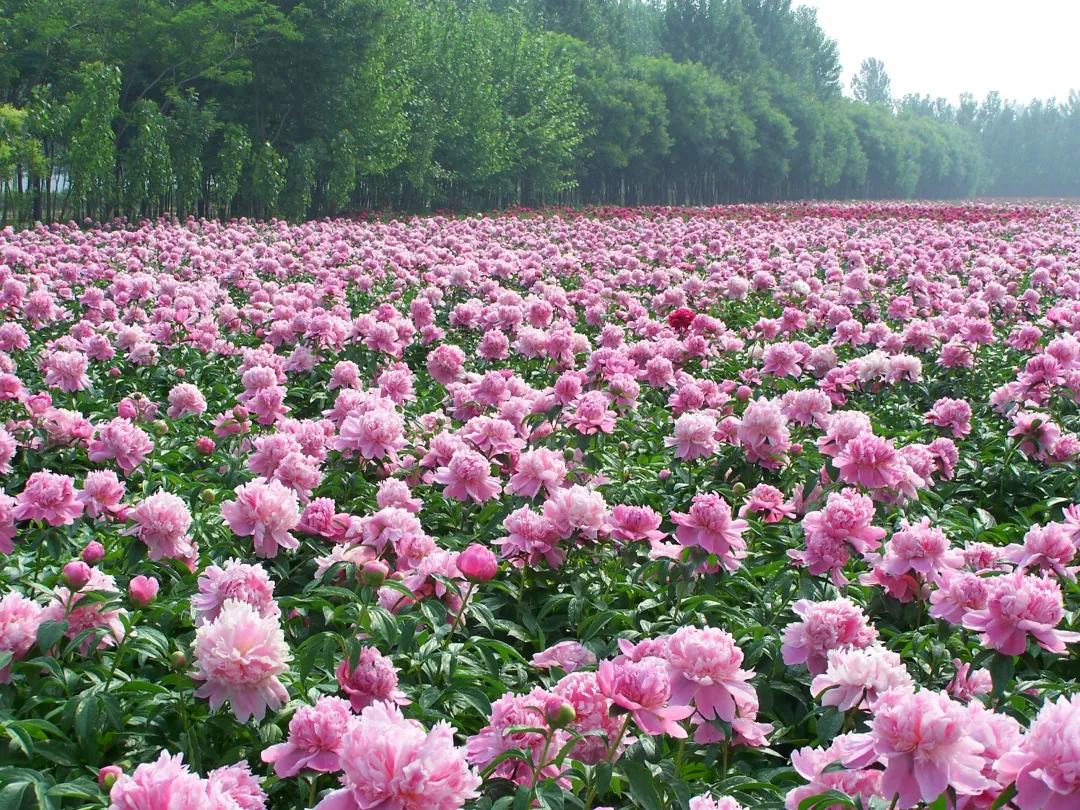 观胜镇牡丹花种植基地图片