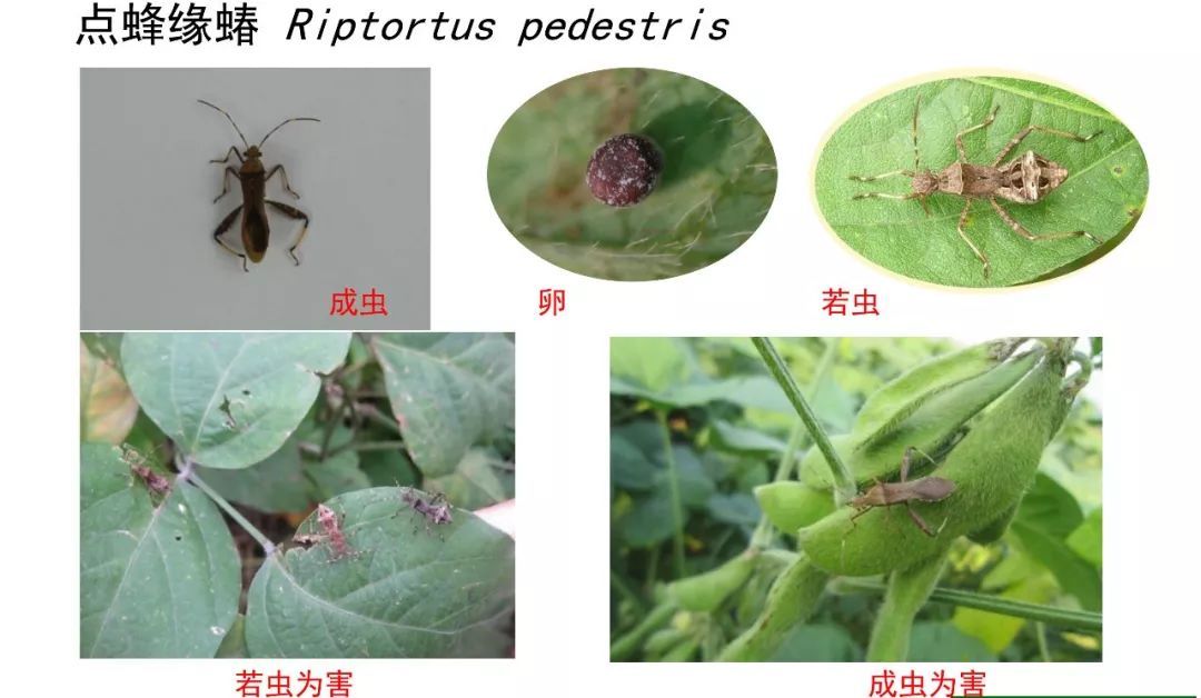 点蜂缘蝽与很多害虫一样,喜欢在温暖干燥的环境条件下进行取食,交配等