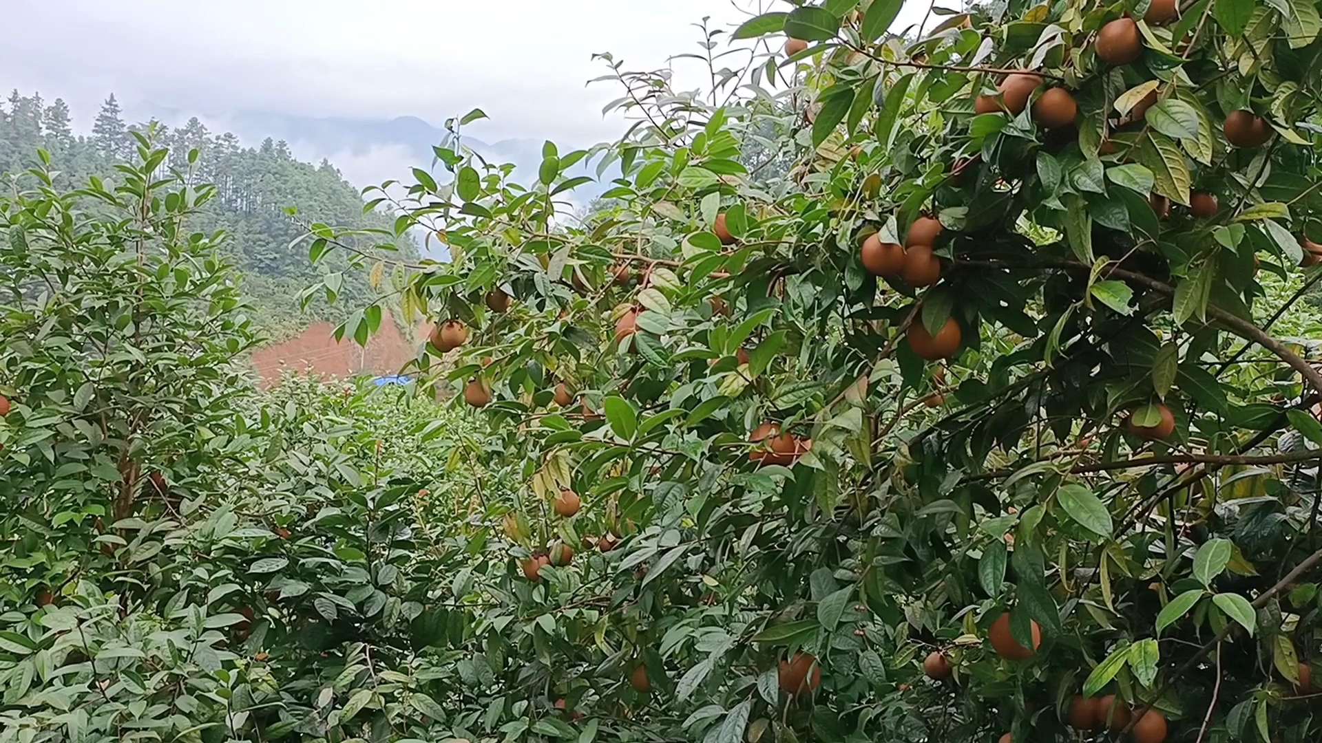 大果红花油茶