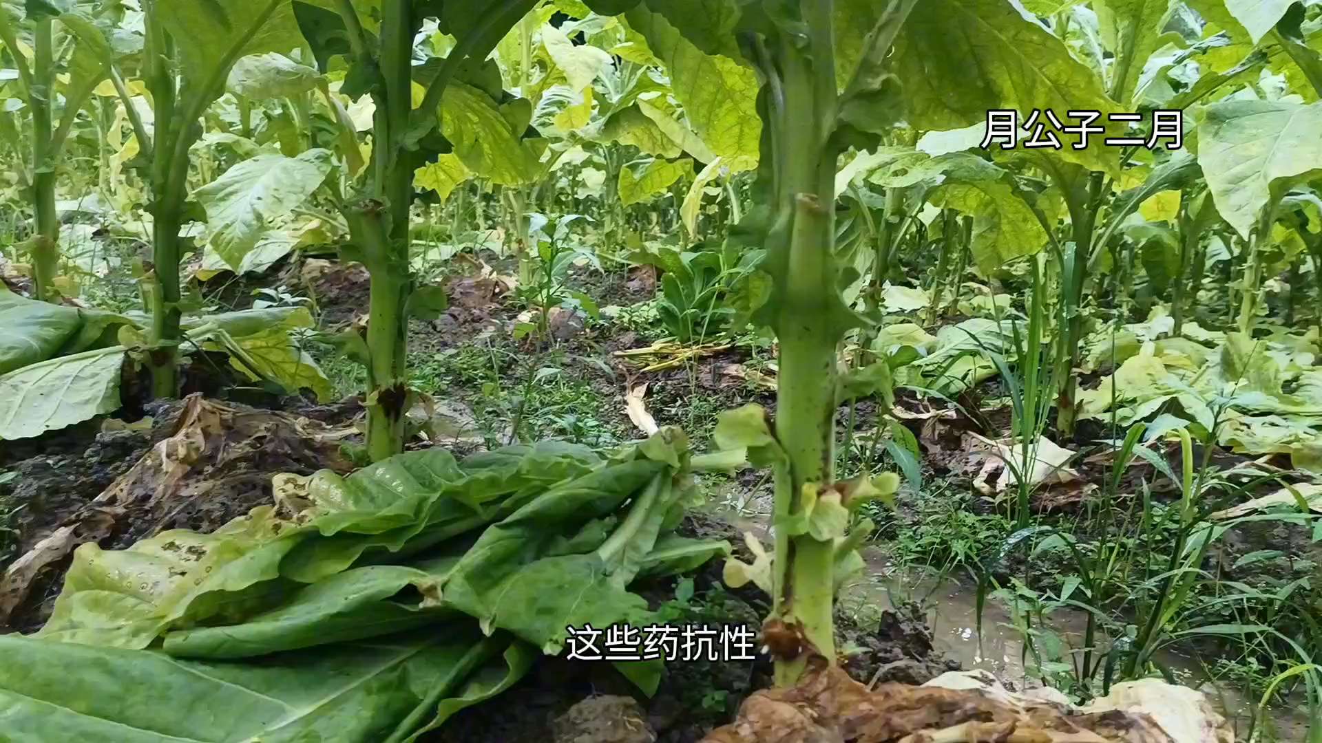 烟草黑胫病图片与防治图片