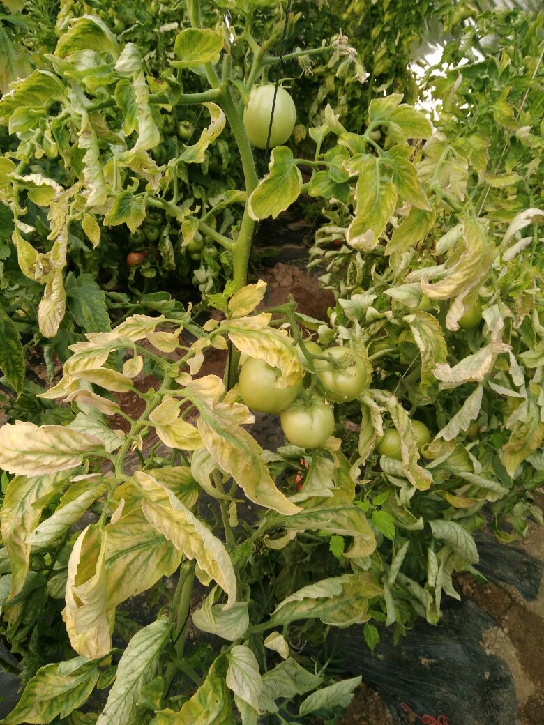 在温室内种的西红柿,如何防止早衰?有什么方法?
