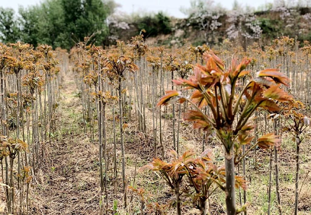 香椿树种植的技术要点