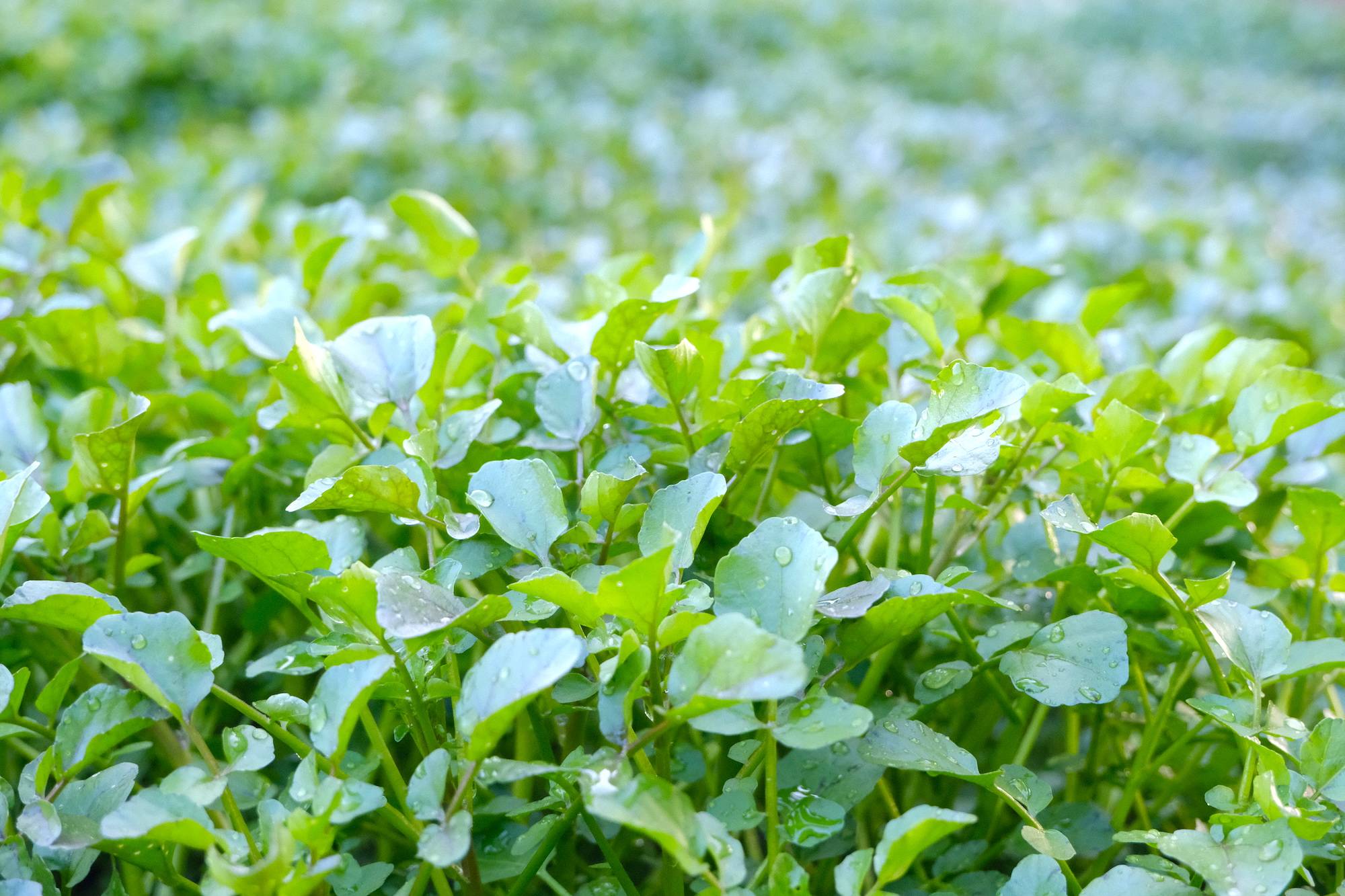 西洋菜种植方法和管理要点